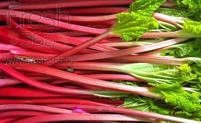 Ревень большой / Rhubarb Large