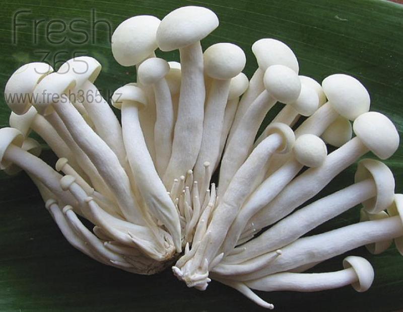 Шимиджи белые / Mushrooms Shimiji White