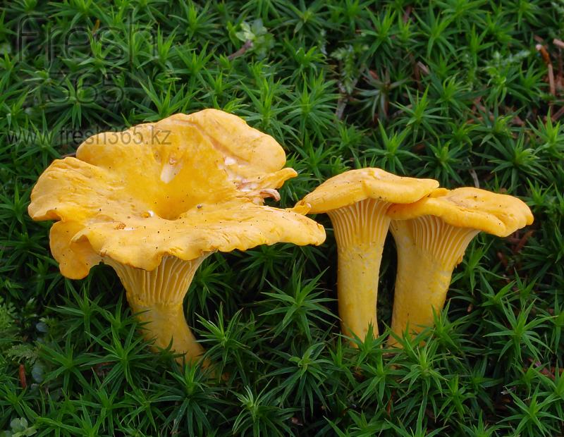 Грибы Лисички / Mushrooms Cantharel Girolle
