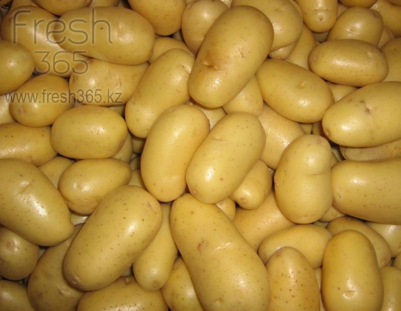 Картофель Агата / Potato Agatha