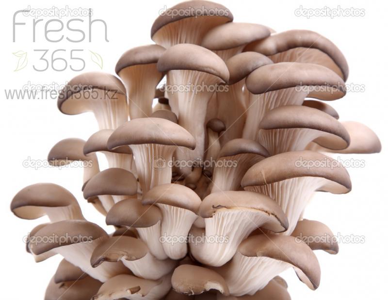 Вешенка / Mushrooms Oyster
