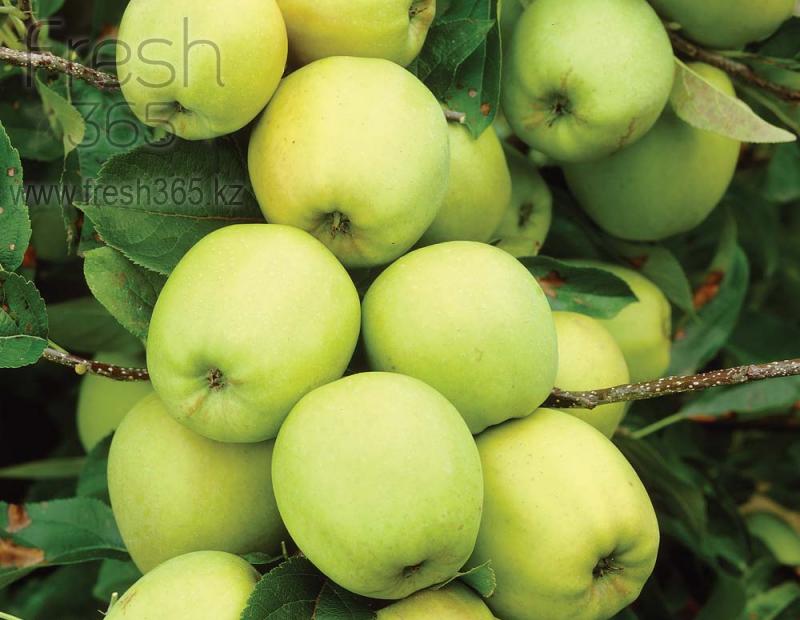 Яблоки золотой деликатес / Apples Golden Dellicious