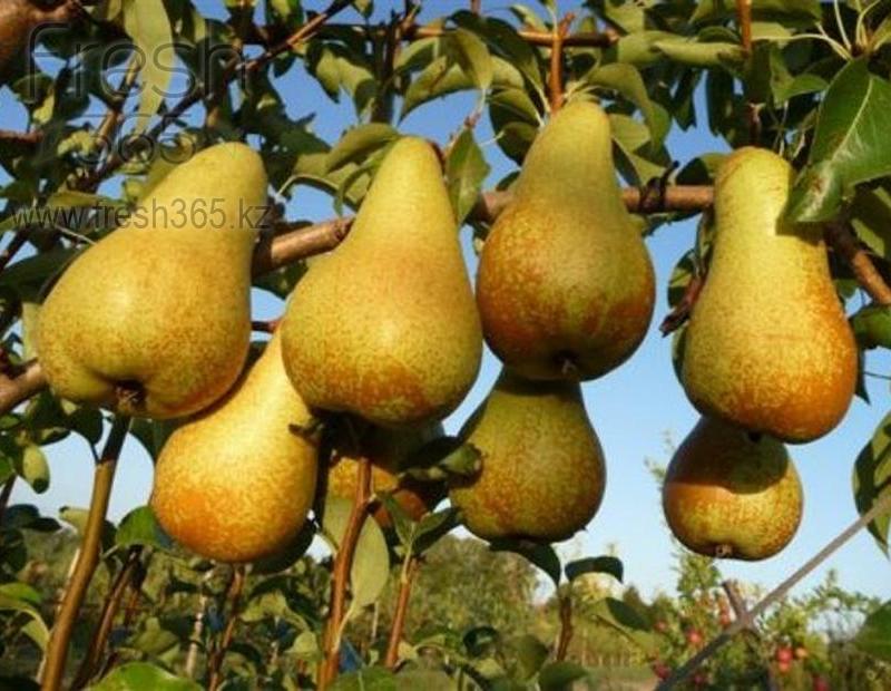 Груши Аббат фетель / Pears Abate Fetel