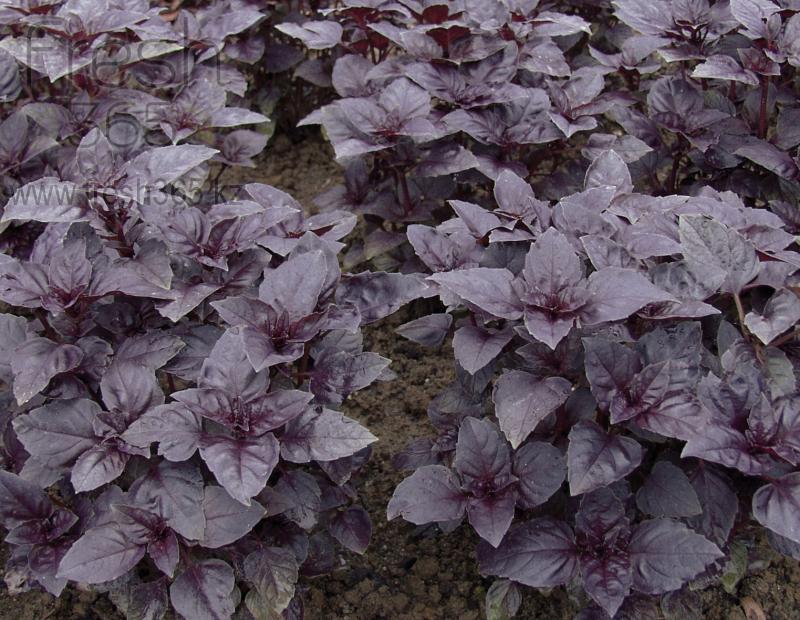 Листья шиссо фиолетовые / Shiso Leaves Purple