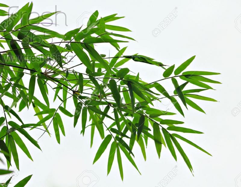 Листья бамбука / Bamboo Leaves