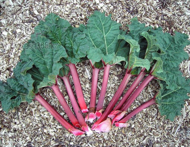 Ревень большой / Rhubarb Large