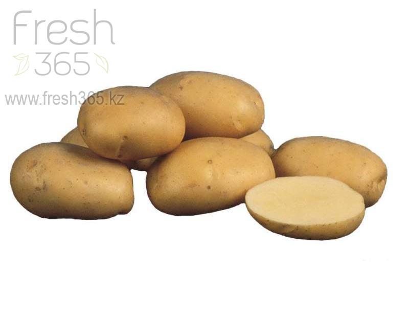 Картофель Агата / Potato Agatha
