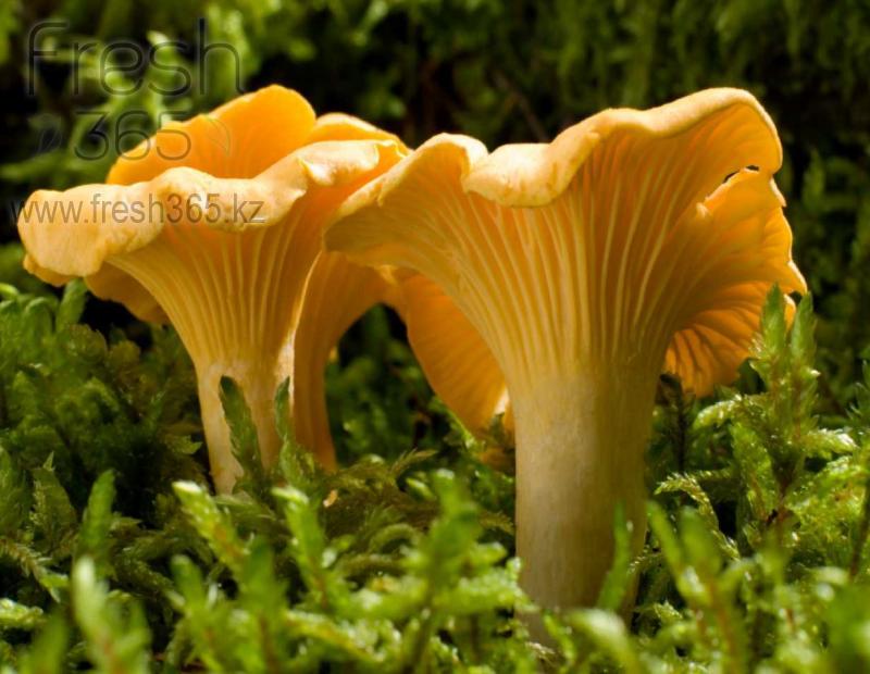 Грибы Лисички / Mushrooms Cantharel Girolle