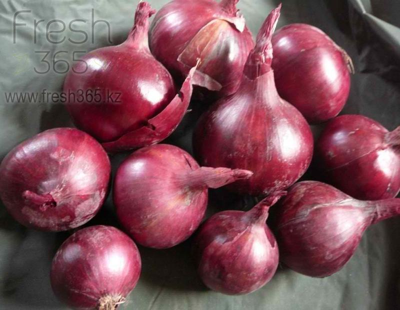 Красный лук / Red Onion