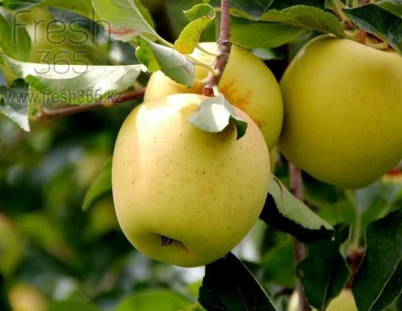 Яблоки золотой деликатес / Apples Golden Dellicious