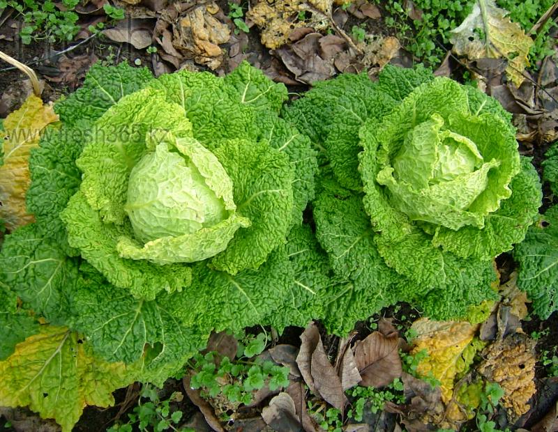 Савойская капуста / Cabbage Savoy