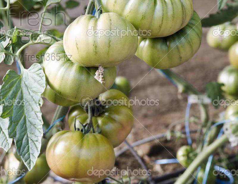 Помидор РАФ (зеленый) / Tomato RAF (green)