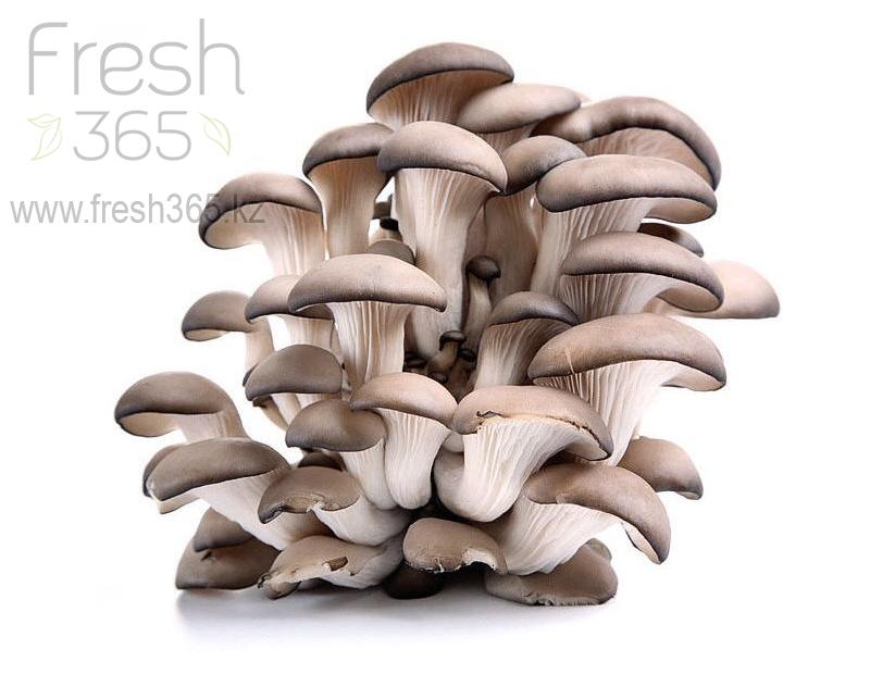 Вешенка / Mushrooms Oyster