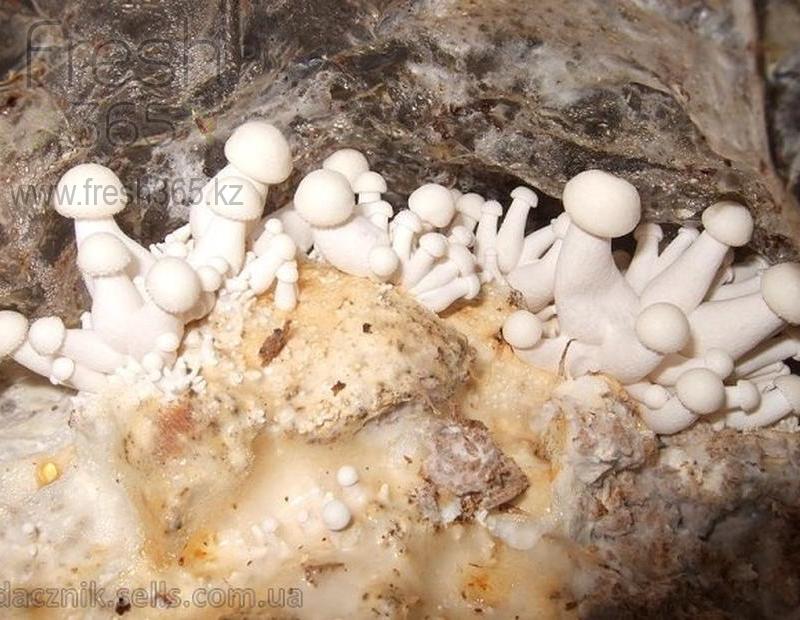 Шимиджи белые / Mushrooms Shimiji White