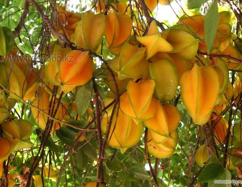 Карамбола / Karambola Star Fruit
