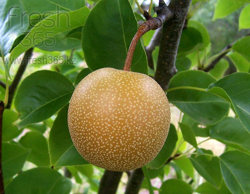 Груши Наши / Pears Nashi