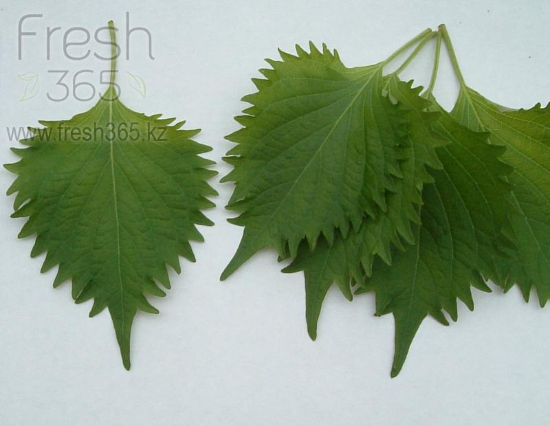 Листья шиссо Зеленый / Shiso Leaves Green