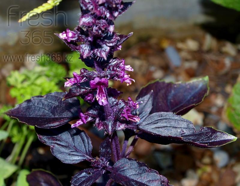 Листья шиссо фиолетовые / Shiso Leaves Purple
