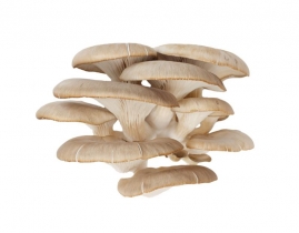 
Вешенка / Mushrooms Oyster
